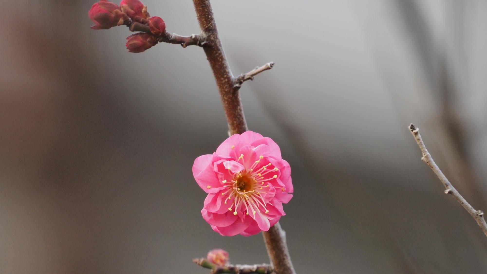 梅の花が咲き始めました!の写真