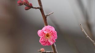 梅の花が咲き始めました！
