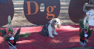 今年最初のドッグラン「SUPER SEASIDE DOGRUN 2025」