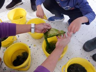 第16期海の環境を考える親子講座「第10回　アマモのお話と海藻押し葉」を開催しました