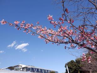 河津桜がやっと咲き始めました！