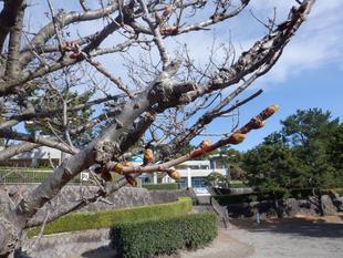 海の公園　桜開花情報【2025年3月19日】