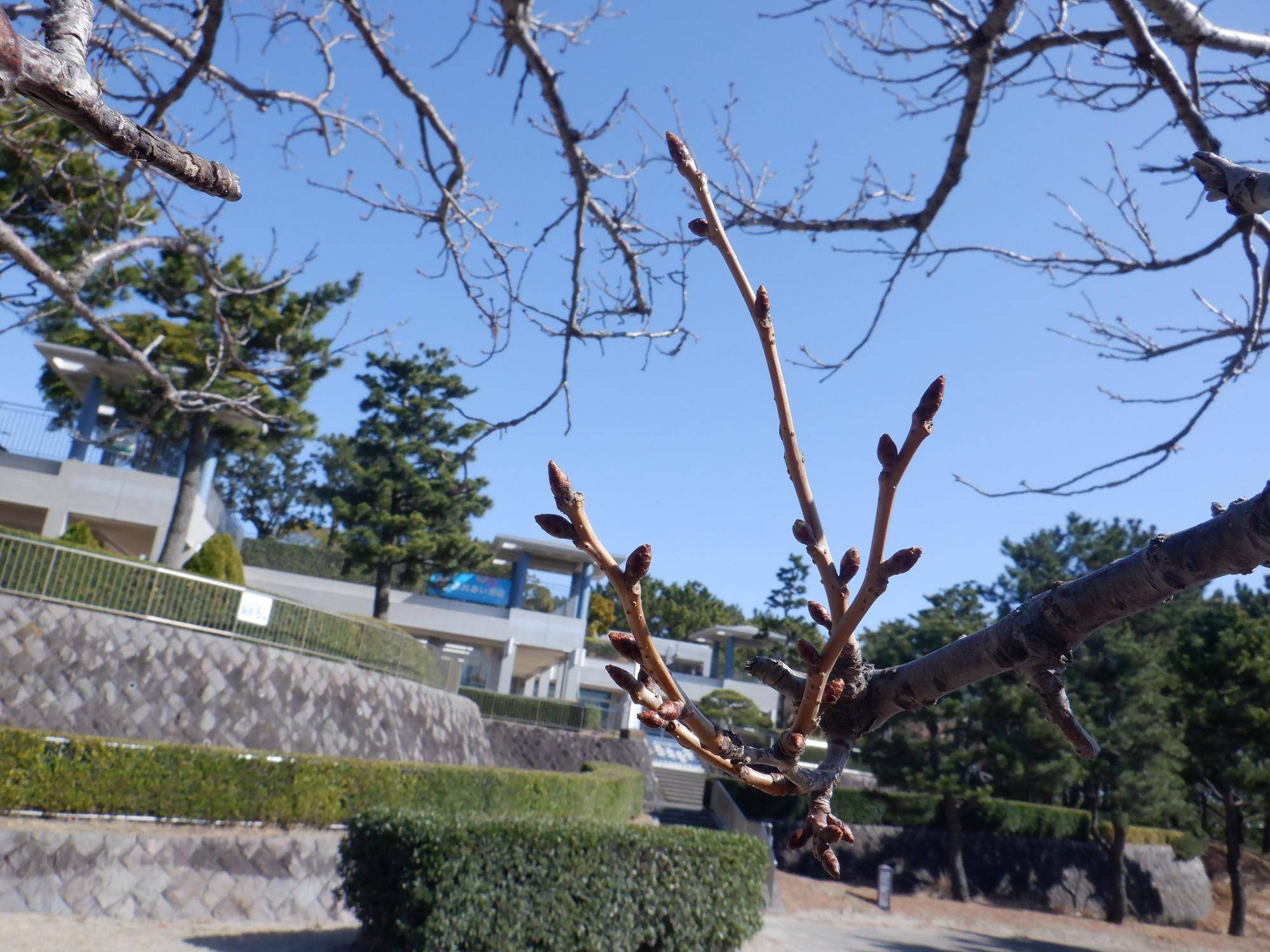 海の公園 桜開花情報【2025年3月7日】の写真