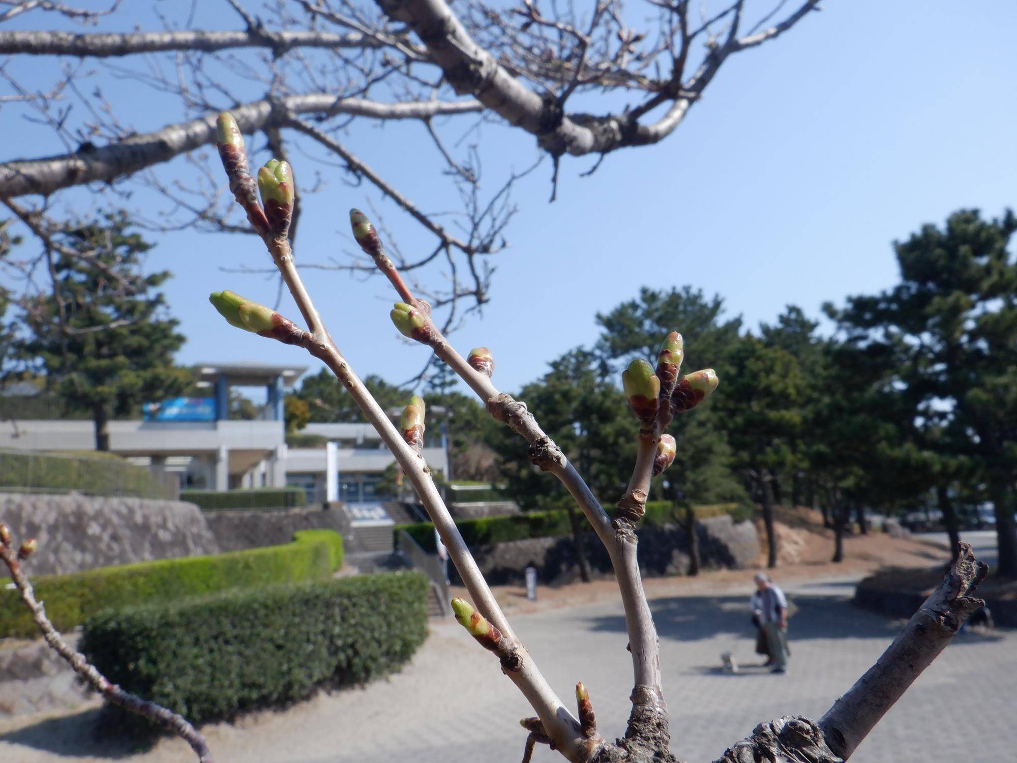 海の公園 桜開花情報【2025年3月23日】の写真