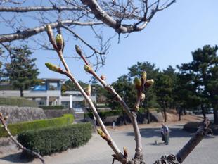 海の公園　桜開花情報【2025年3月23日】