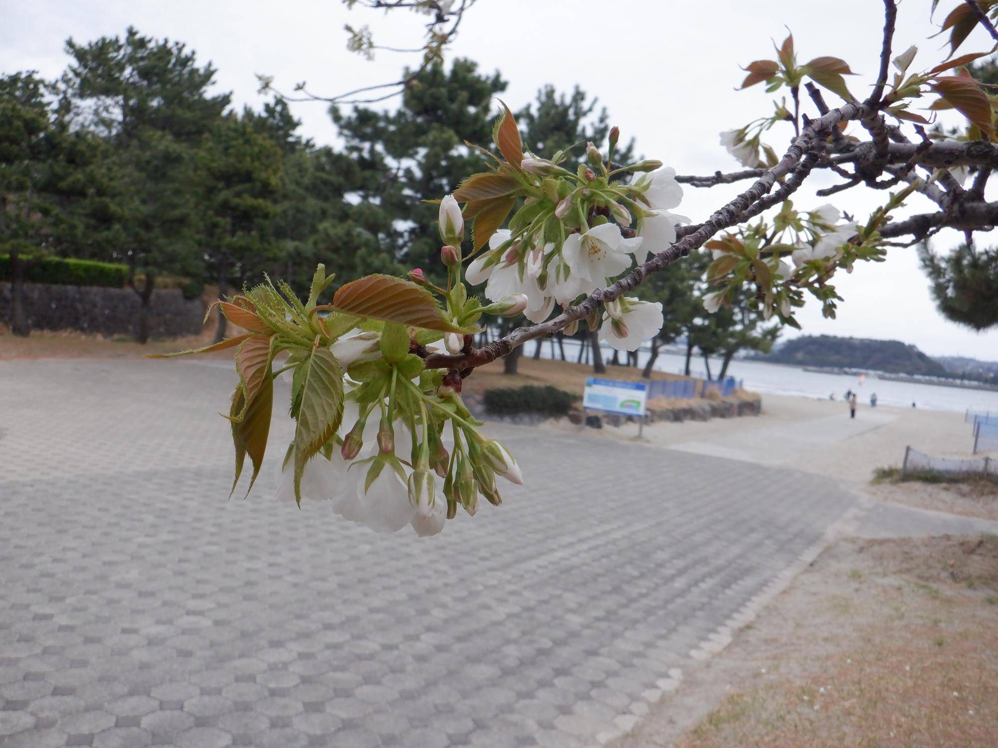 海の公園 桜開花情報【2025年3月31日】の写真