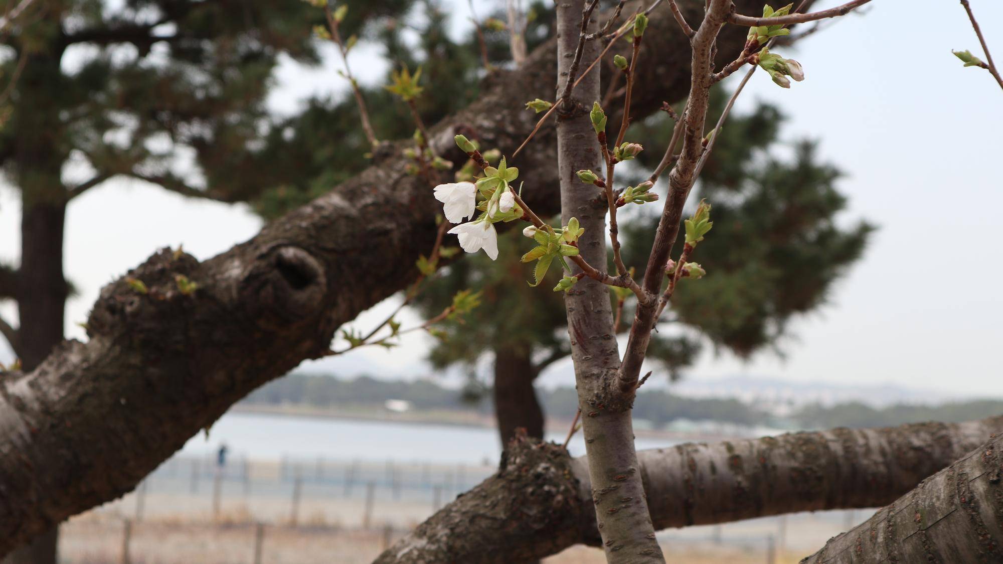 海の公園 桜開花情報【2025年3月27日】の写真