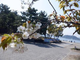 海の公園　桜開花情報【2025年4月4日】
