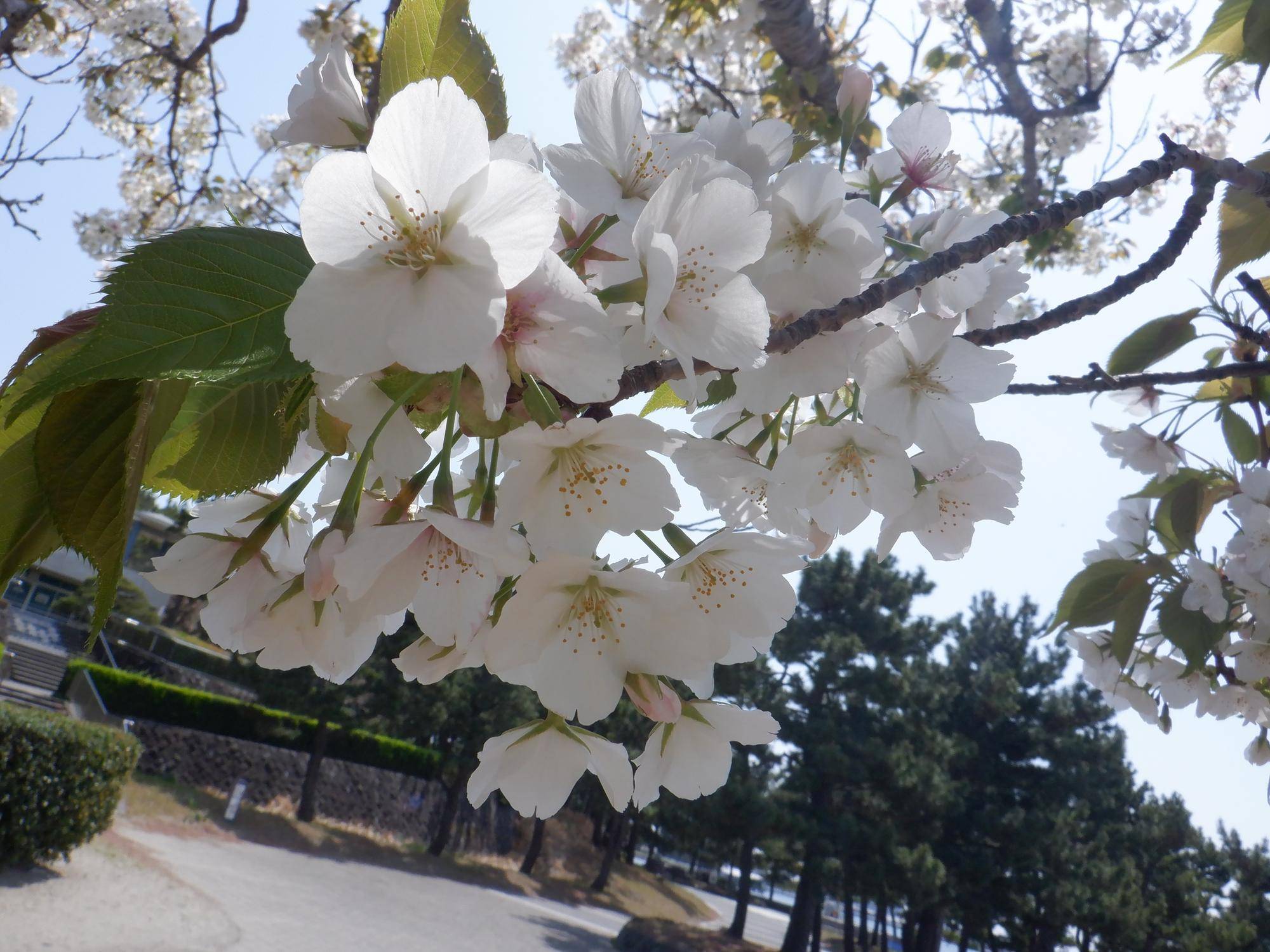 海の公園 桜開花情報【2025年4月7日】の写真