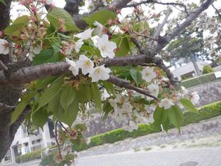 海の公園　桜開花情報【2025年4月11日】