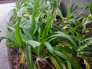 ボランティアのみなさんとアガパンサスの株分けを行いました