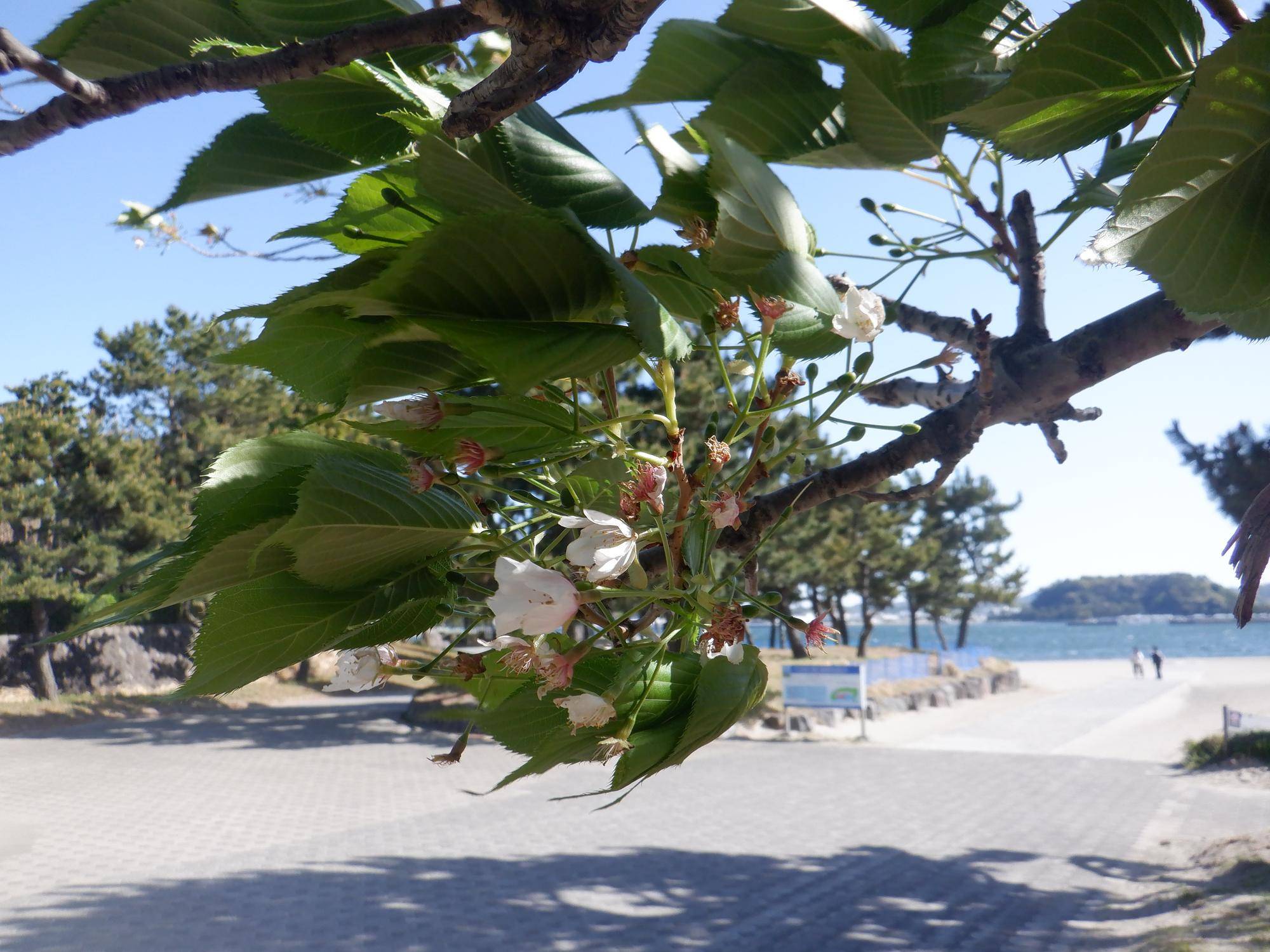 海の公園 桜開花情報【2025年4月16日】の写真