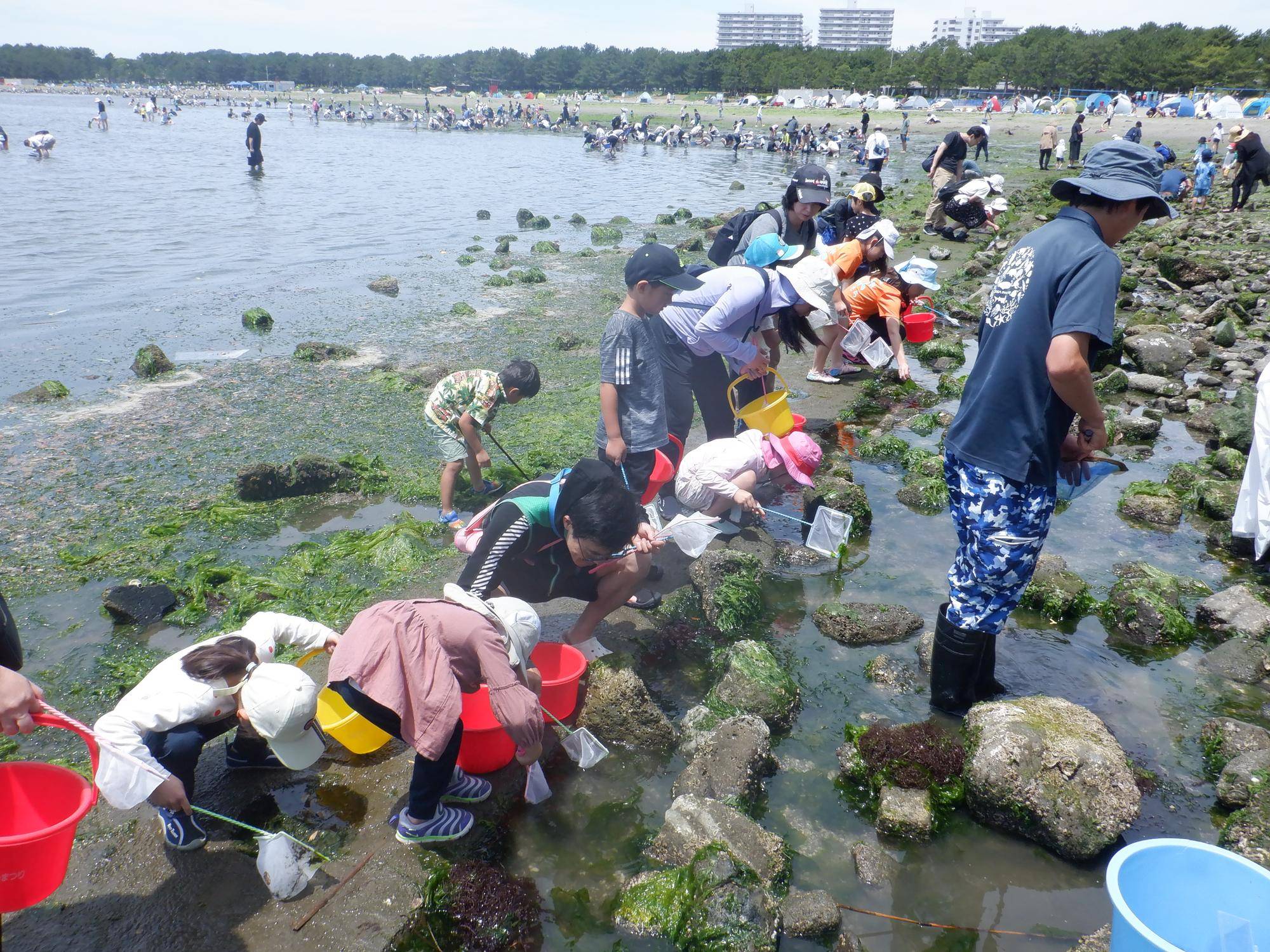【締め切りました】「磯場の生きもの観察」参加者募集!の写真