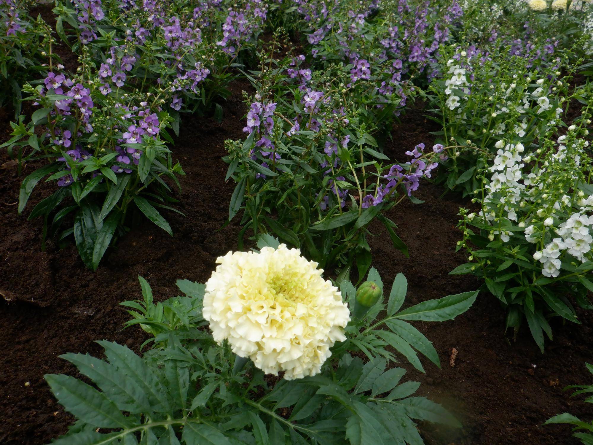 ボランティアのみなさんと花苗を植えましたの写真