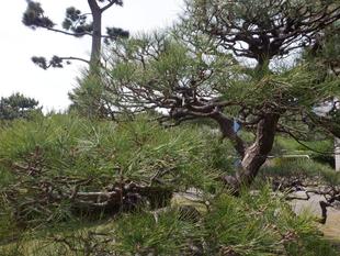 松のみどり摘み