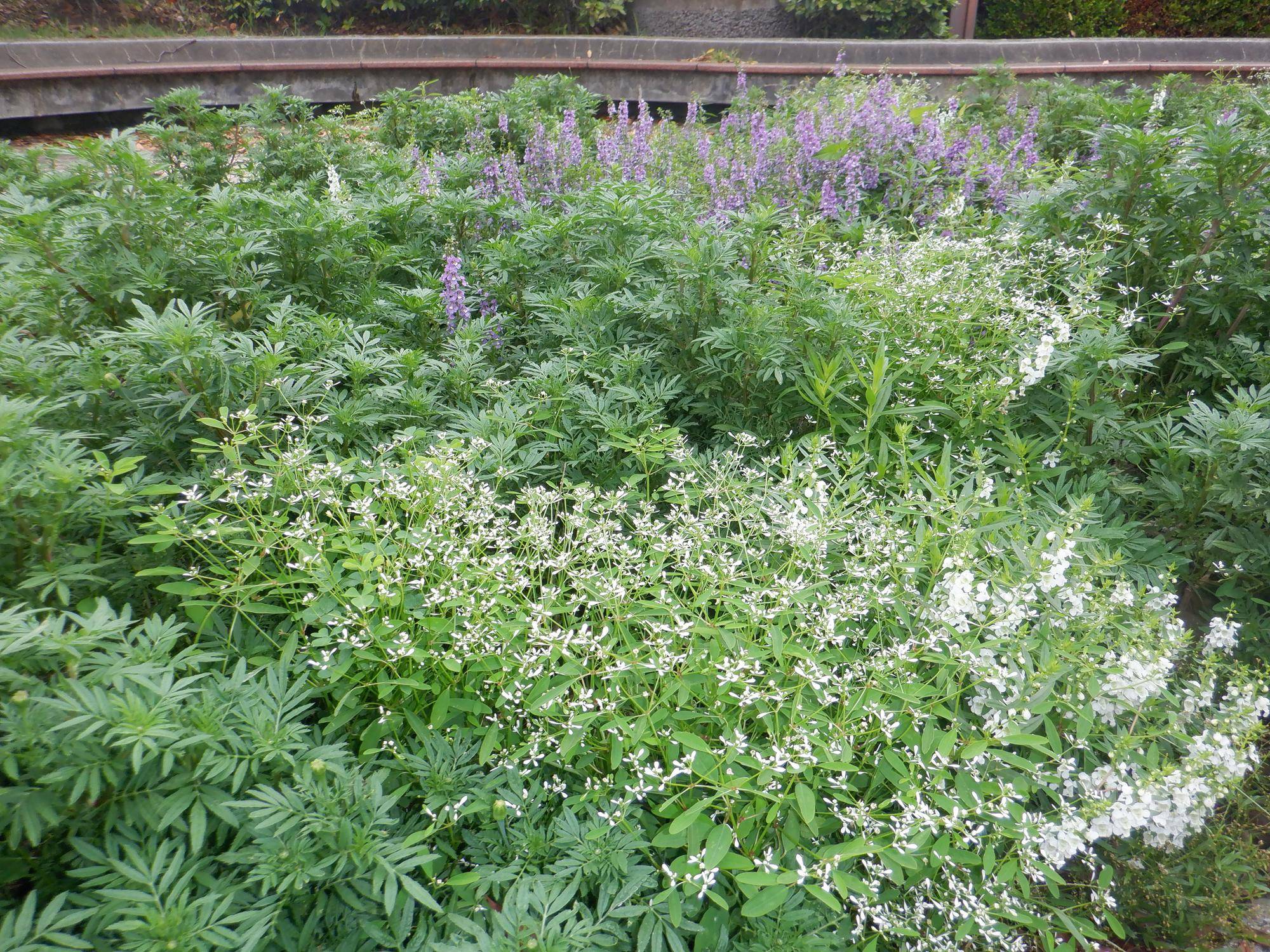 花壇の植え替え準備 ボランティア募集! 9/28(日)「海の公園ボランティアDAY」の写真