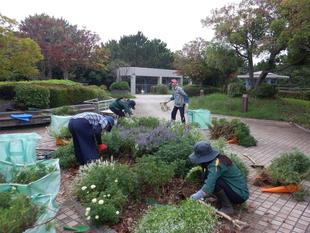 ボランティアのみなさんと花壇の植え替え準備を行いました