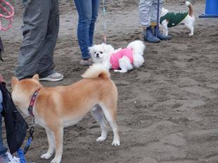 愛犬マナー教室を開催しました
