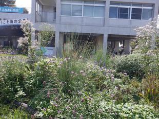 花壇の手入れ ボランティア募集! 11/16(土)「海の公園ボランティアDAY」