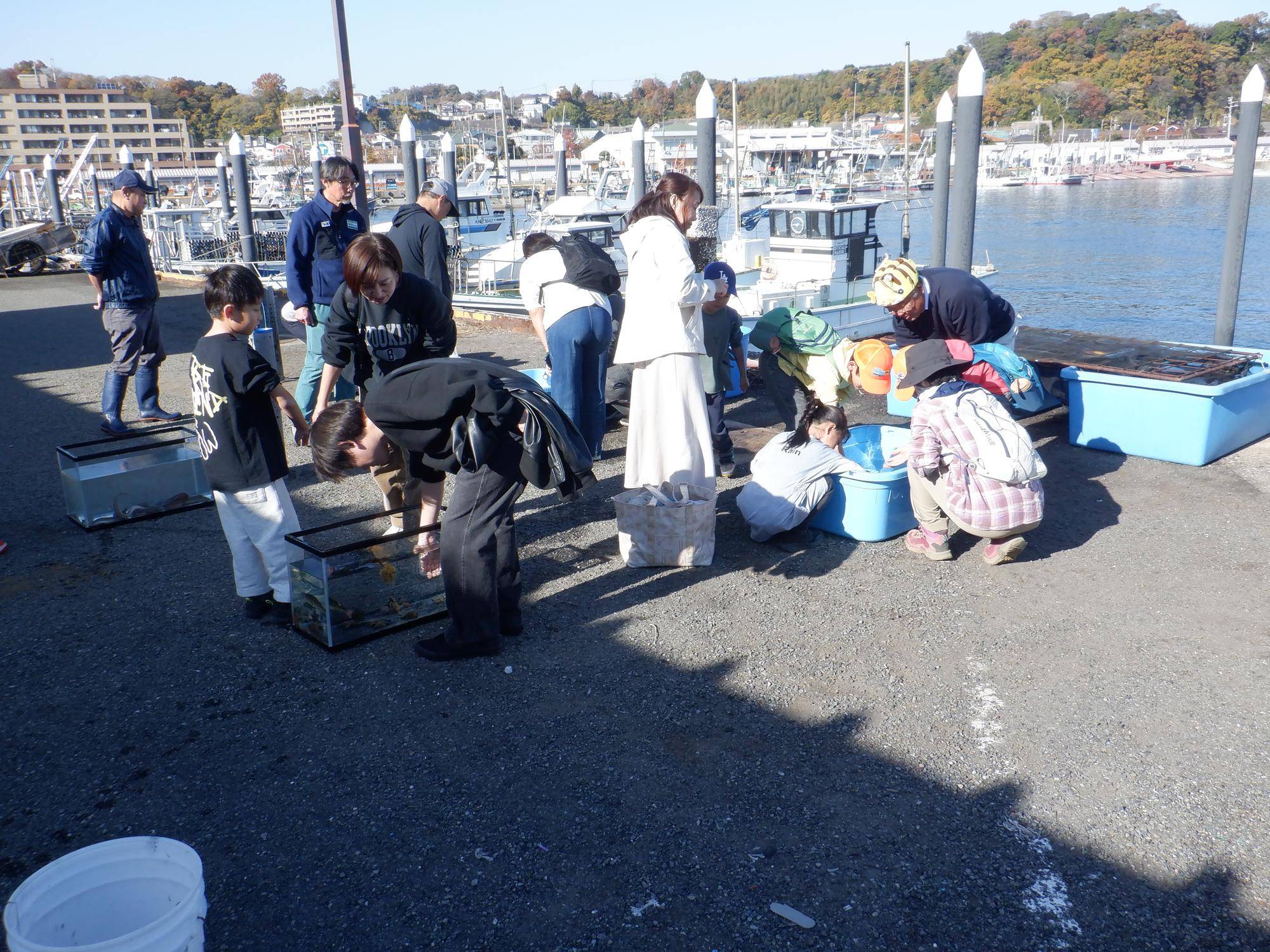 環境学習講座「漁港見学とアナゴのさばき方」を実施しましたの写真