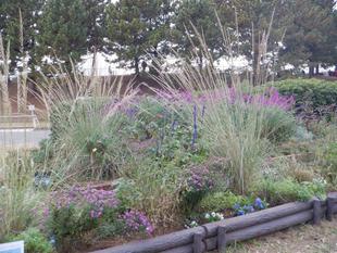 ボランティアDAY＆「ナチュラルガーデン講座」初冬編