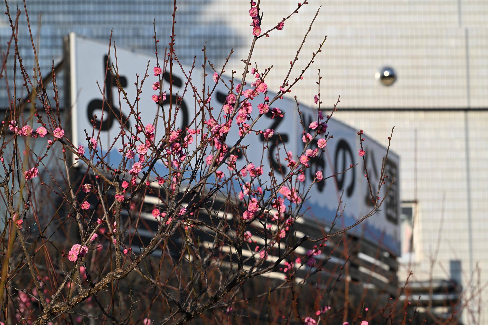 梅の花が見頃となっています！の写真