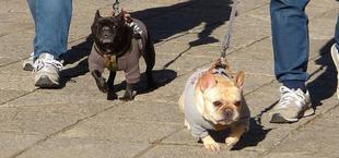 SEASIDE DOGRUN 2026（1月10日～12日）