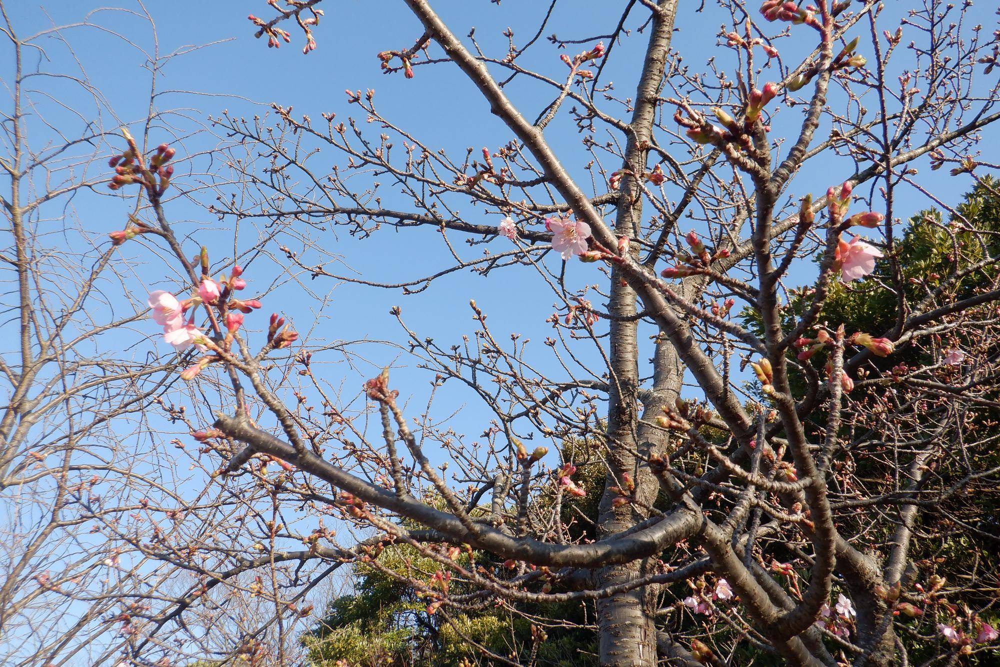 河津桜が開花しました！の写真