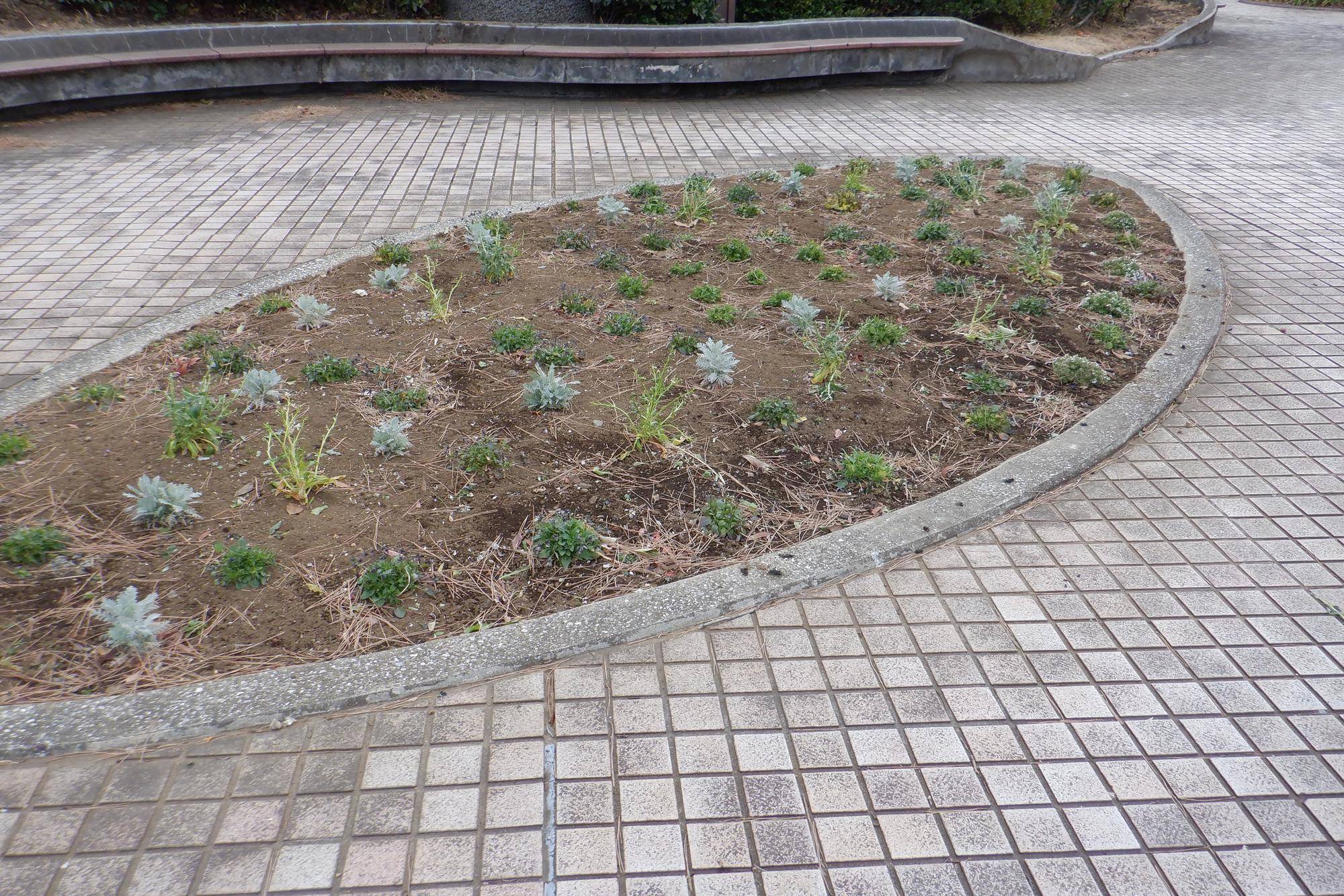 花がない！の写真