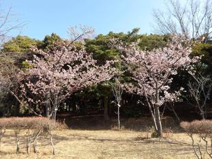 海の公園の桜をお楽しみに！