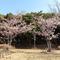 海の公園の桜をお楽しみに！の画像