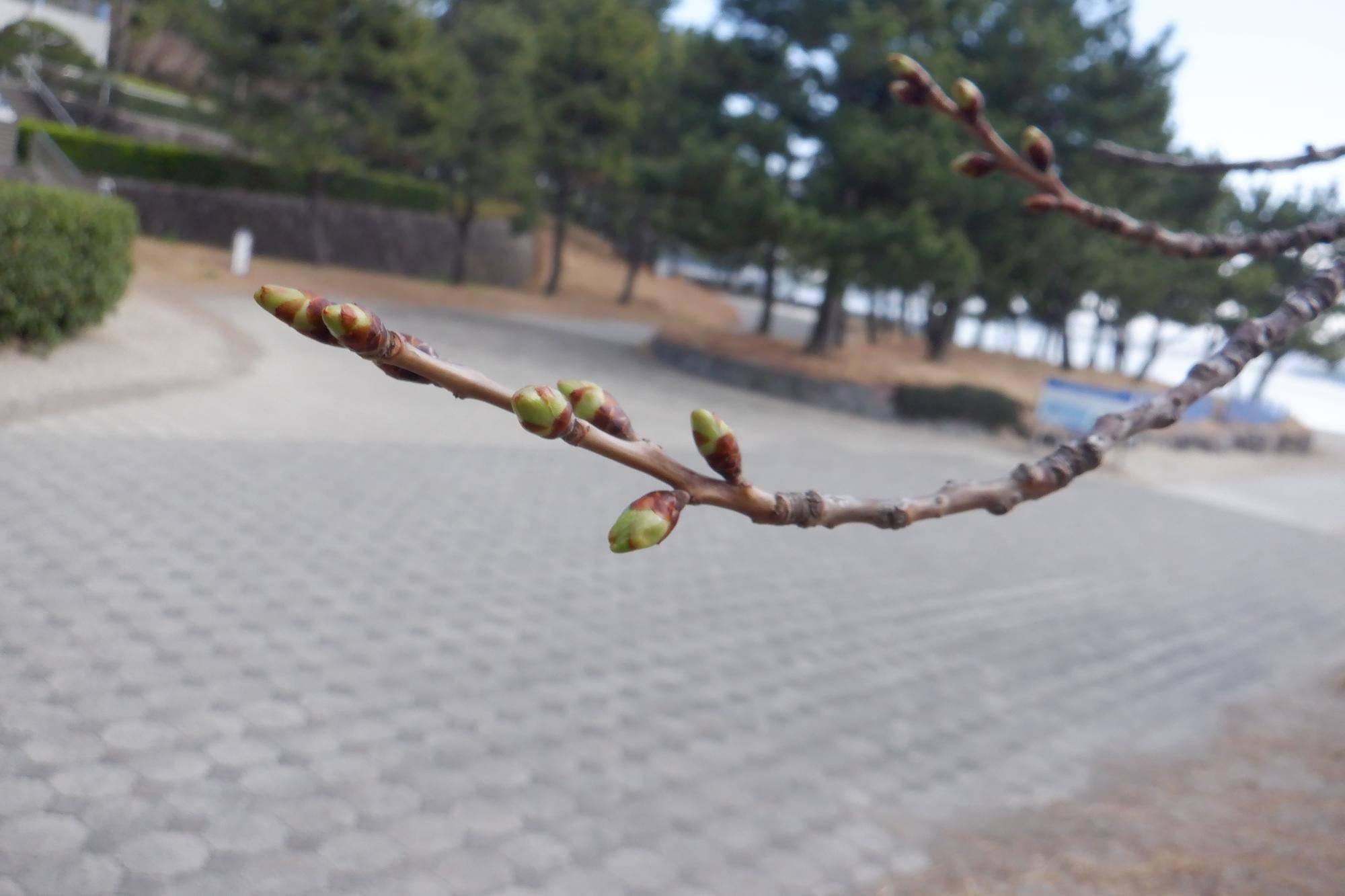 海の公園　桜開花情報【2026年3月19日】の写真