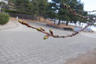 海の公園　桜開花情報【2026年3月19日】