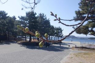 海の公園　桜開花情報【2026年3月24日】