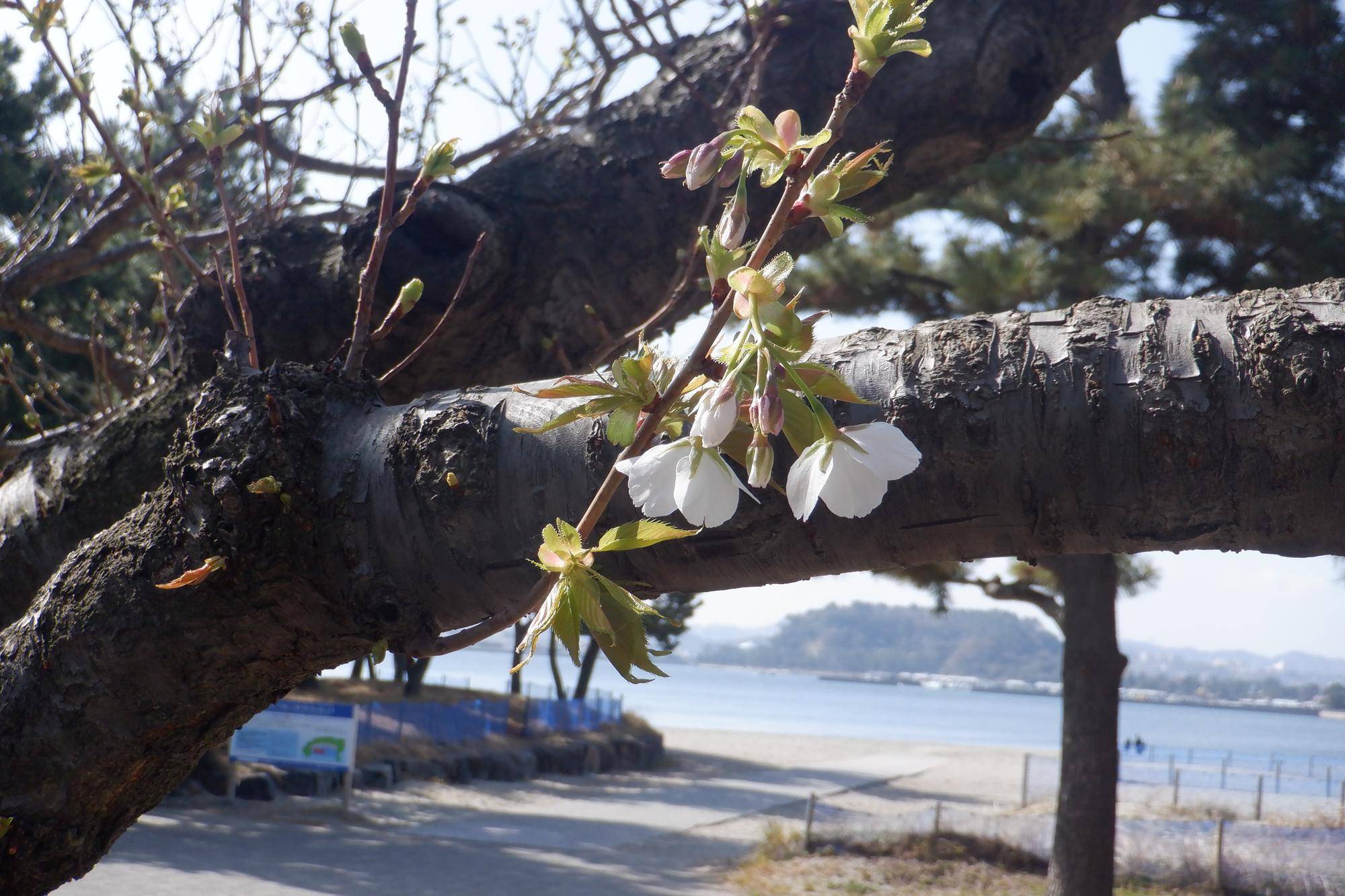 海の公園　桜開花情報【2026年3月27日】の写真