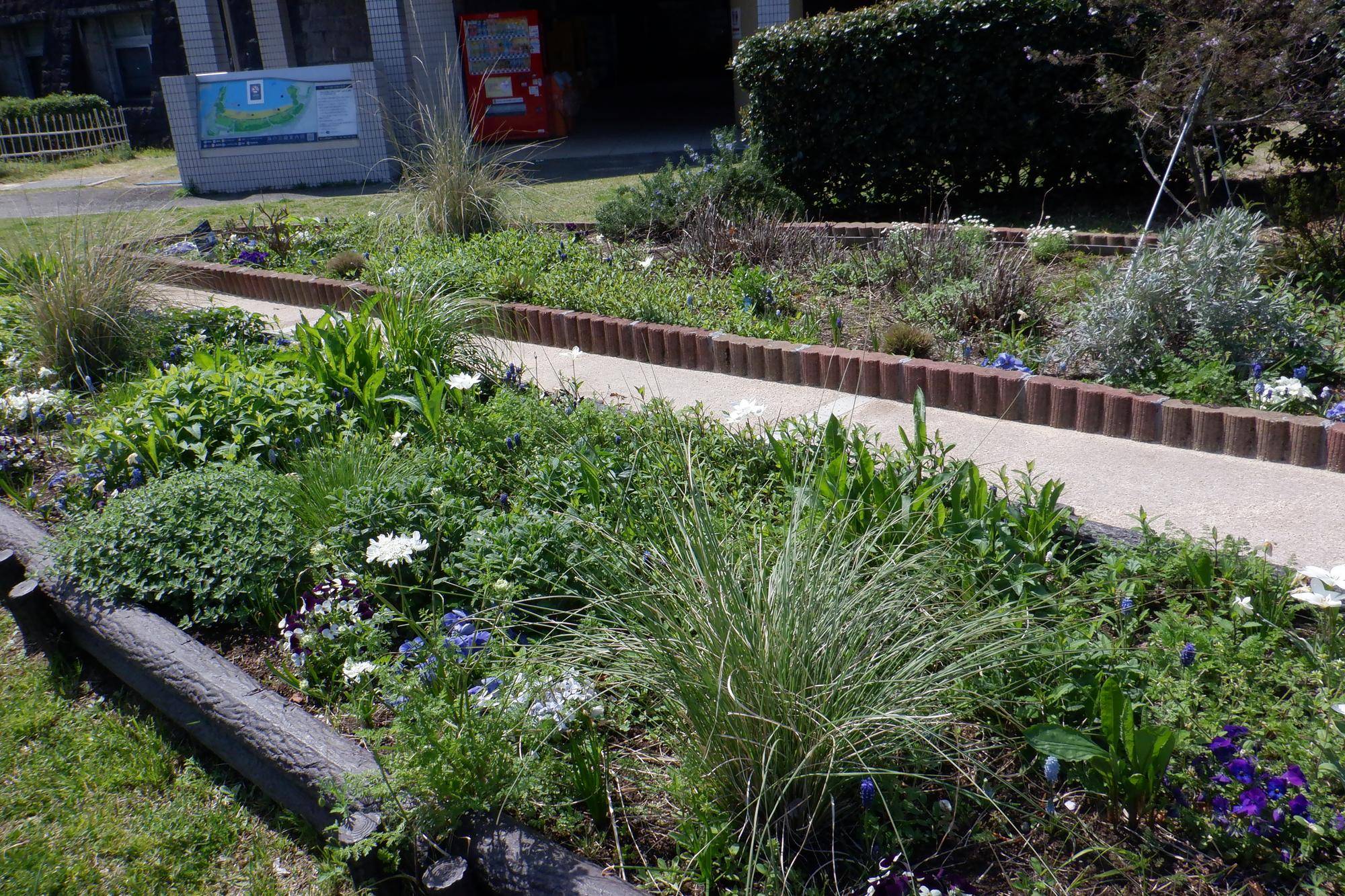 花壇の手入れ　ボランティア募集！　4/19（日）「海の公園ボランティアＤＡＹ」の写真