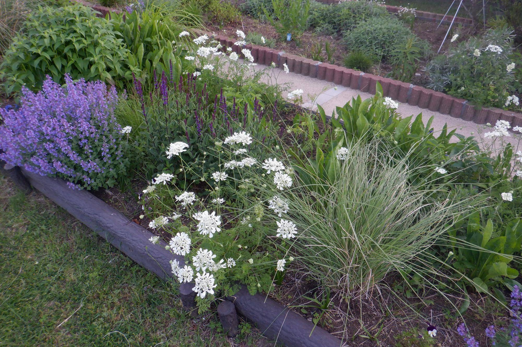  花壇の手入れ　ボランティア募集！　5/24（日）「海の公園ボランティアＤＡＹ」の写真
