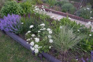  花壇の手入れ　ボランティア募集！　5/24（日）「海の公園ボランティアＤＡＹ」