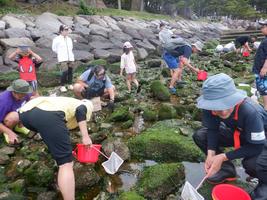 「磯場の生きもの観察」参加者募集中！の画像