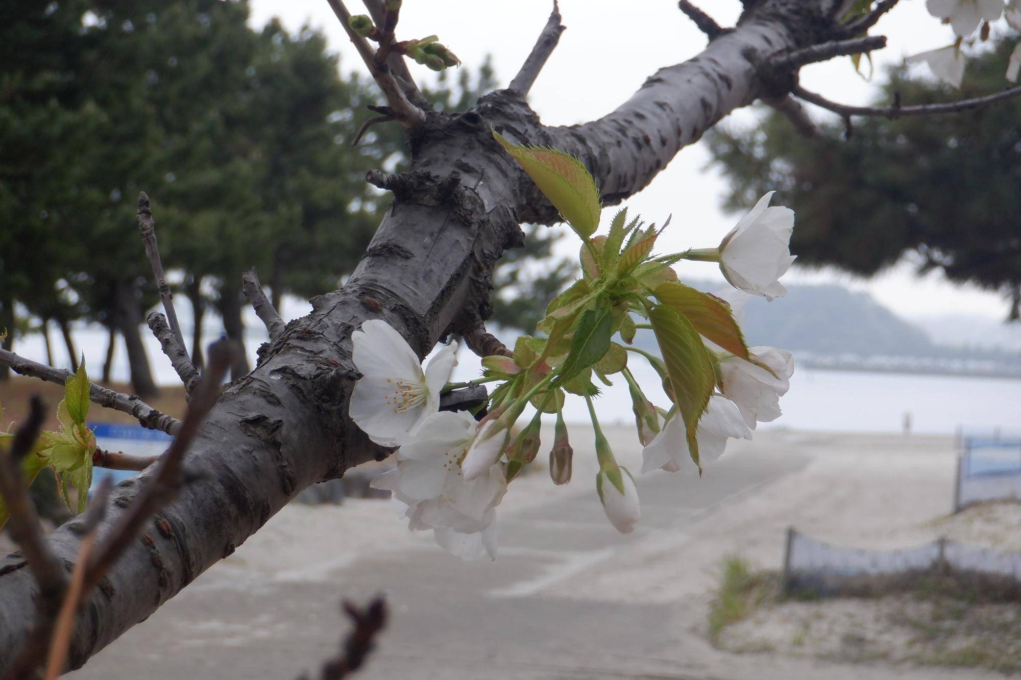 海の公園　桜開花情報【2026年4月1日】の写真