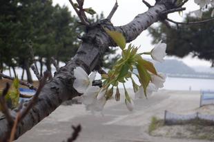 海の公園　桜開花情報【2026年4月1日】