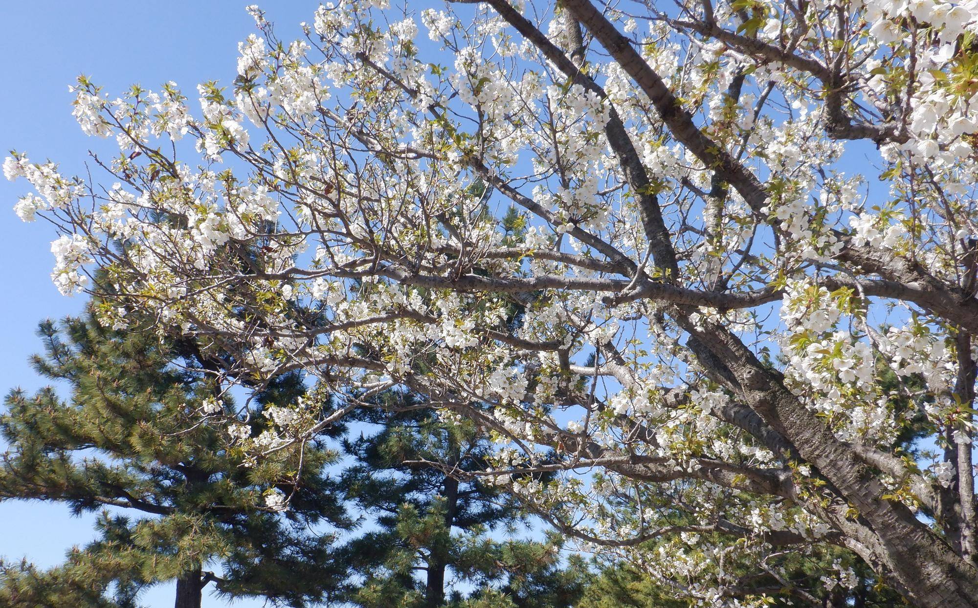 海の公園　桜開花情報【2026年4月3日】の写真