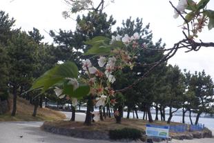 海の公園　桜開花情報【2026年4月9日】