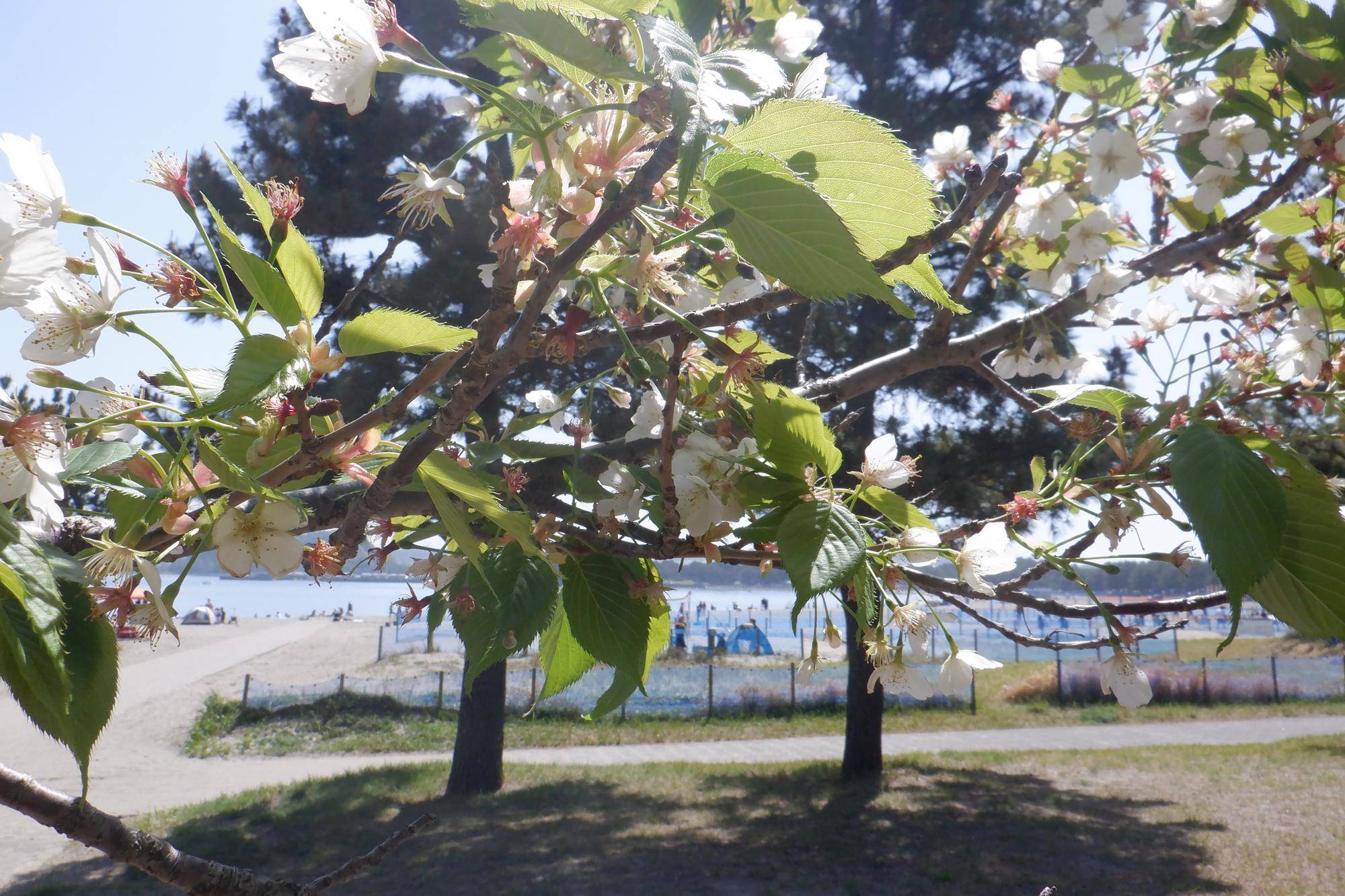 海の公園　桜開花情報【2026年4月12日】の写真