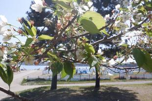 海の公園　桜開花情報【2026年4月12日】