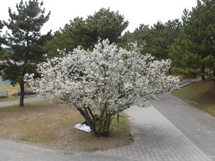 海の公園　桜開花情報【2026年4月5日】