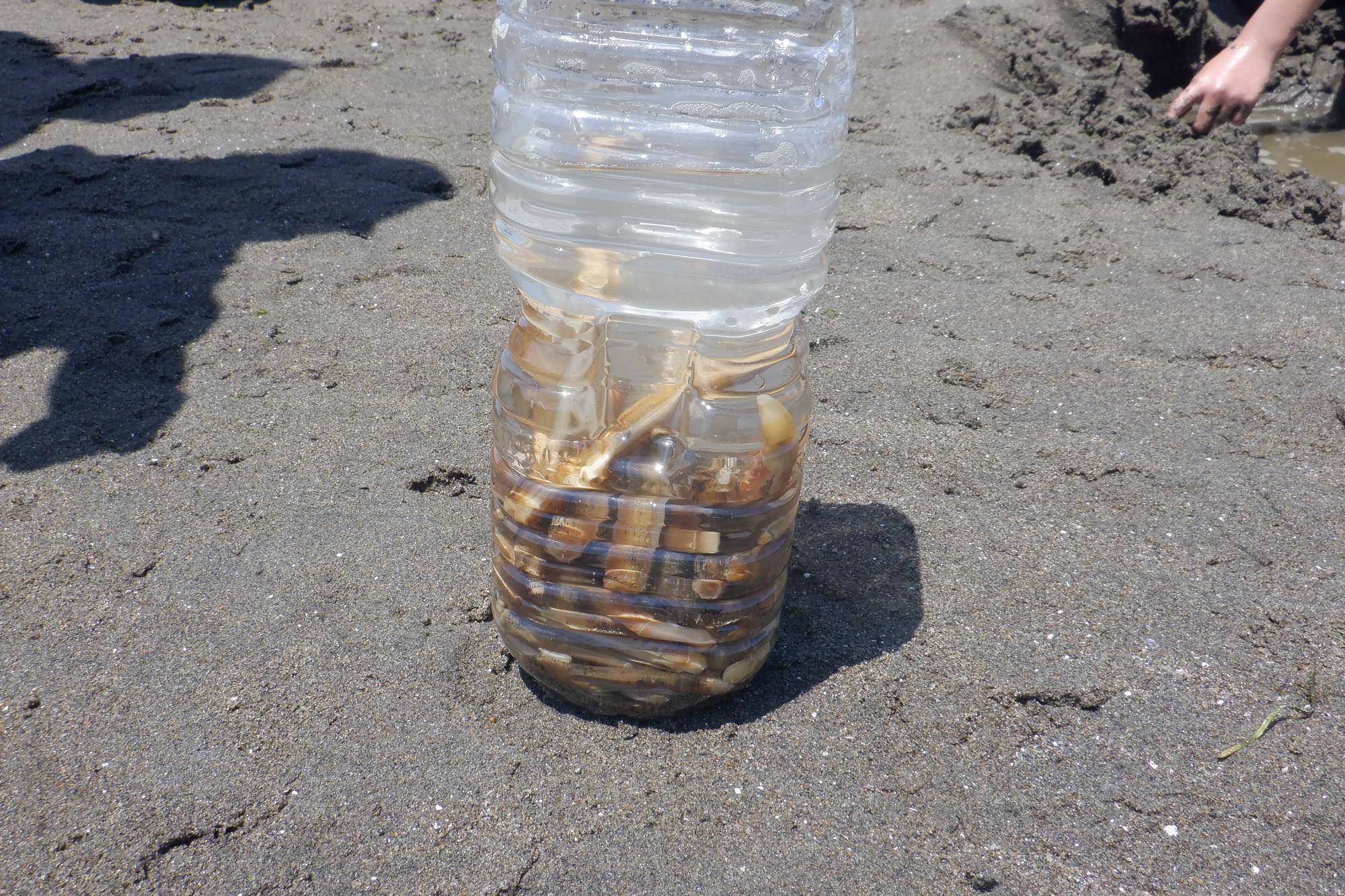 海の公園 BEACHカレッジを開催しました。　５月16日（土）の写真