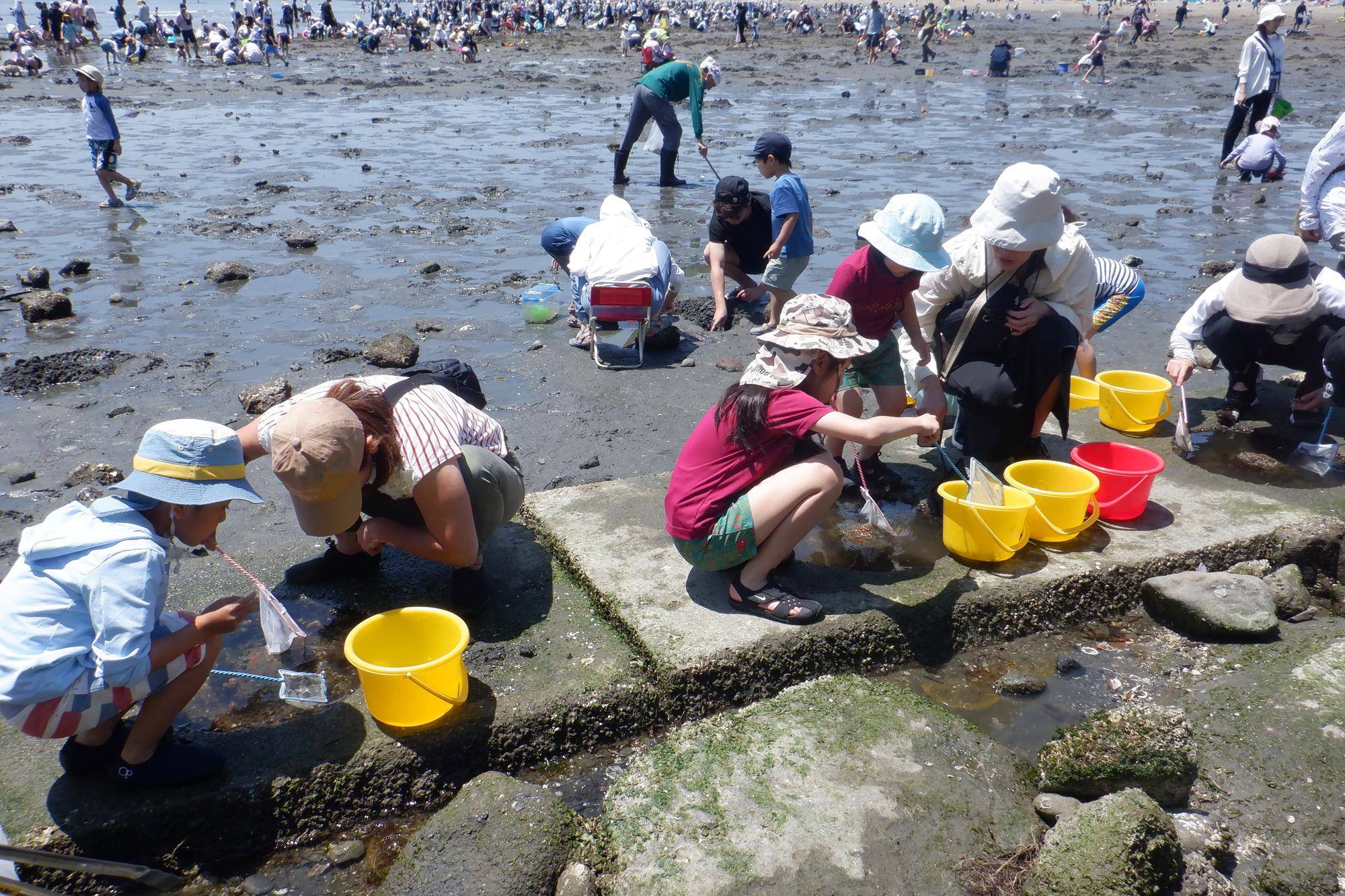 環境学習講座「磯場の生きもの観察」を開催しました。の写真