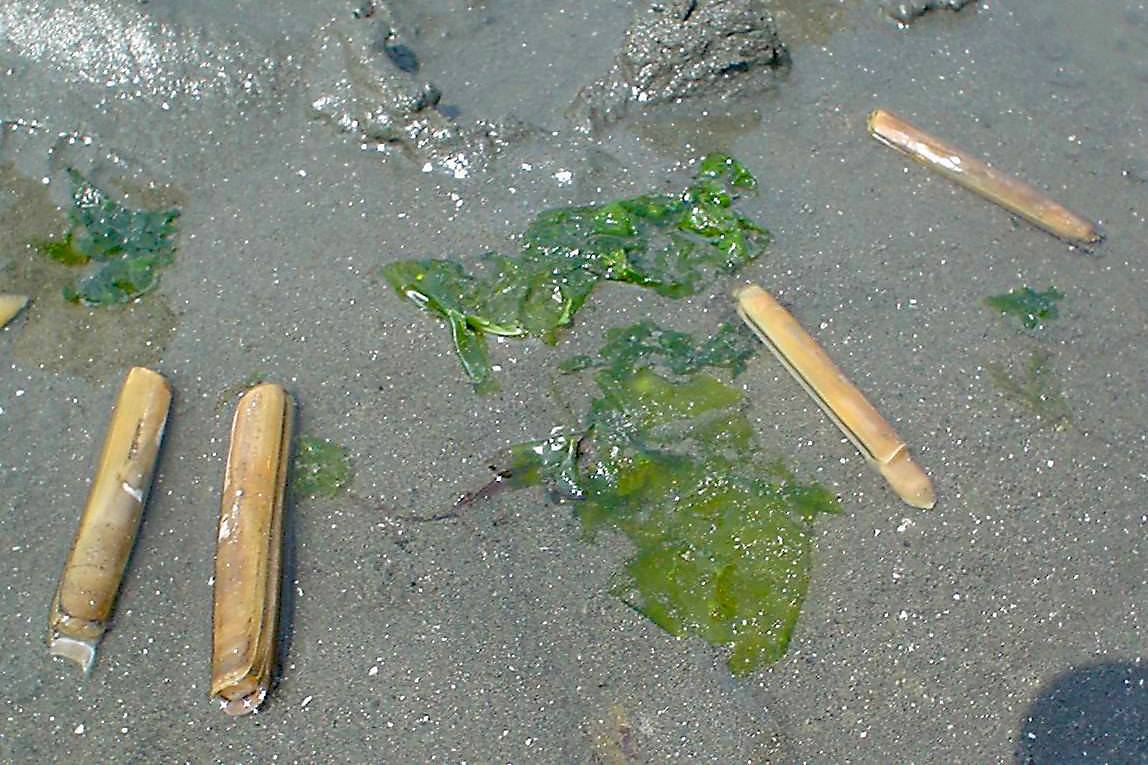 海の公園_マテガイ.jpg