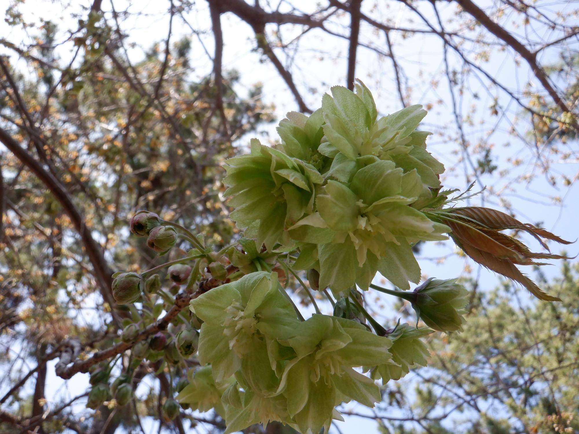 DSCF3818.jpg